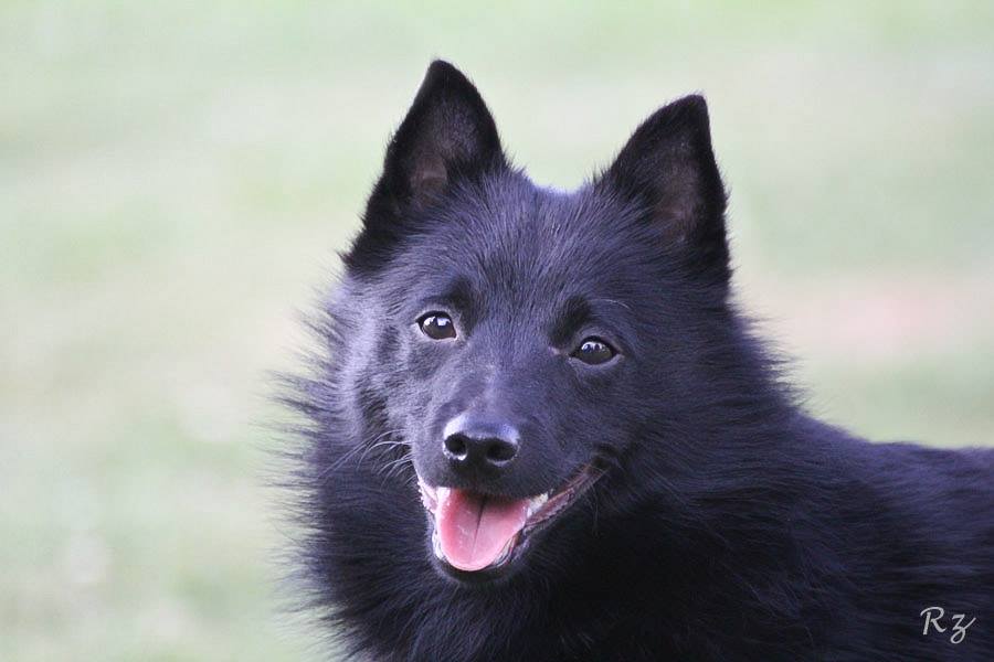 schipperke-elevage-canin-familial-des-schipperkes-du-roz-de-kerhas